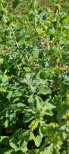Črna meta (Marrubium vulgare)
