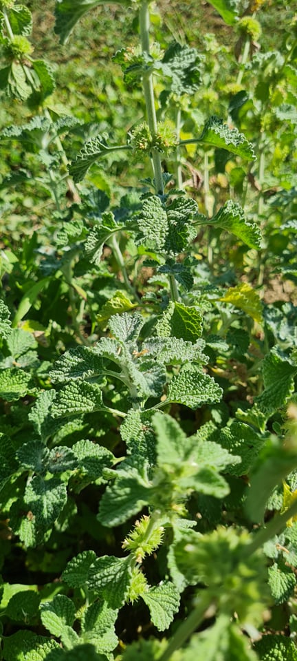 Črna meta (Marrubium vulgare)