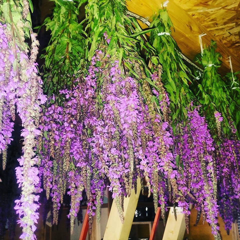 KRVENKA (Lythrum salicaria) Herbessa