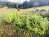 CITRONSKA VERBENA (Lippia citriodora) Herbessa