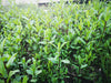 POPROVA META (Mentha piperita) Herbessa