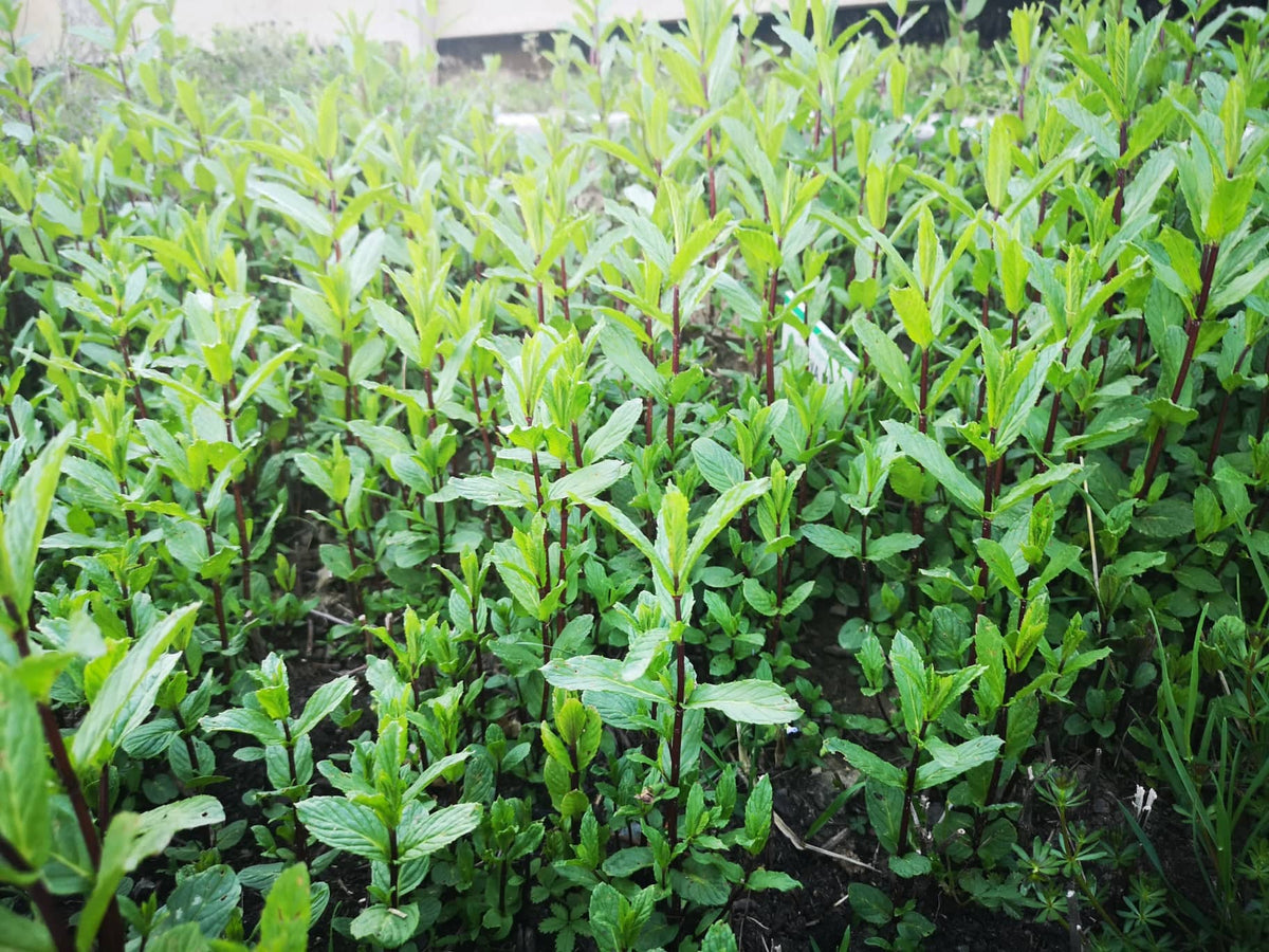 POPROVA META (Mentha piperita) Herbessa