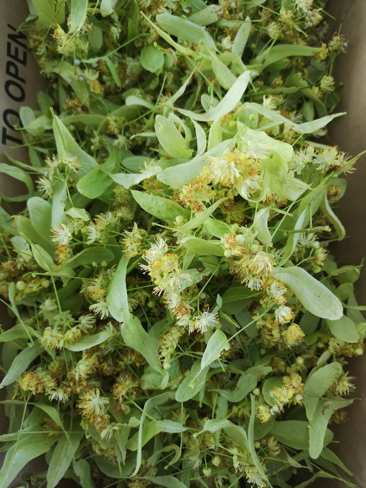 LIPA (Tilia species) Herbessa