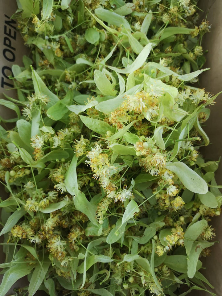 Navadna lipa (Tilia platyphyllos) - ima simbolni pomen za Slovence