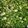 KAMILICA (Matricaria recutita) Herbessa