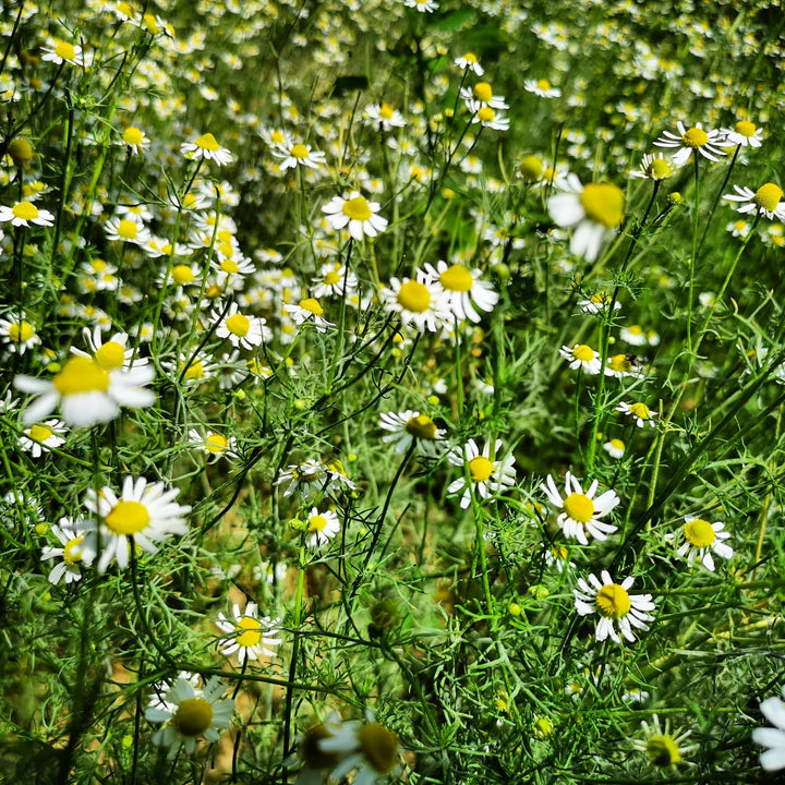 KAMILICA (Matricaria recutita)