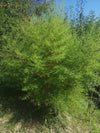 SLADKI PELIN (Artemisia annua) Herbessa