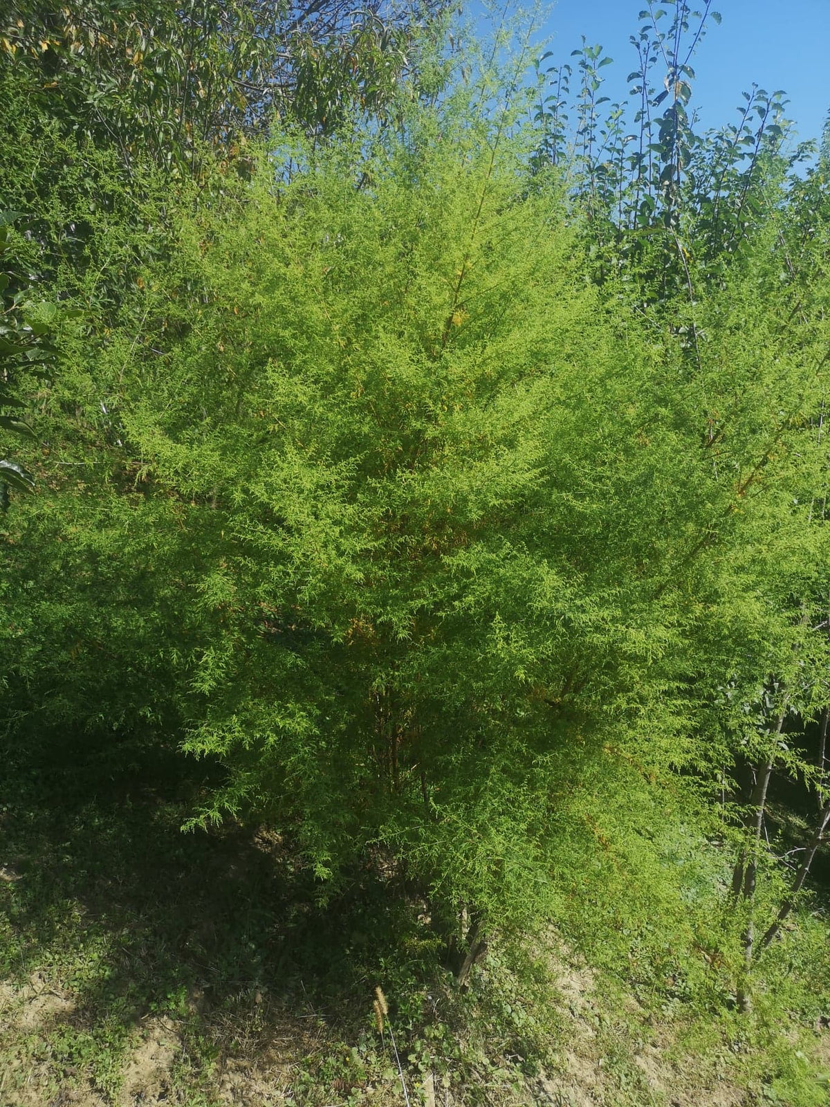 SLADKI PELIN (Artemisia annua) Herbessa