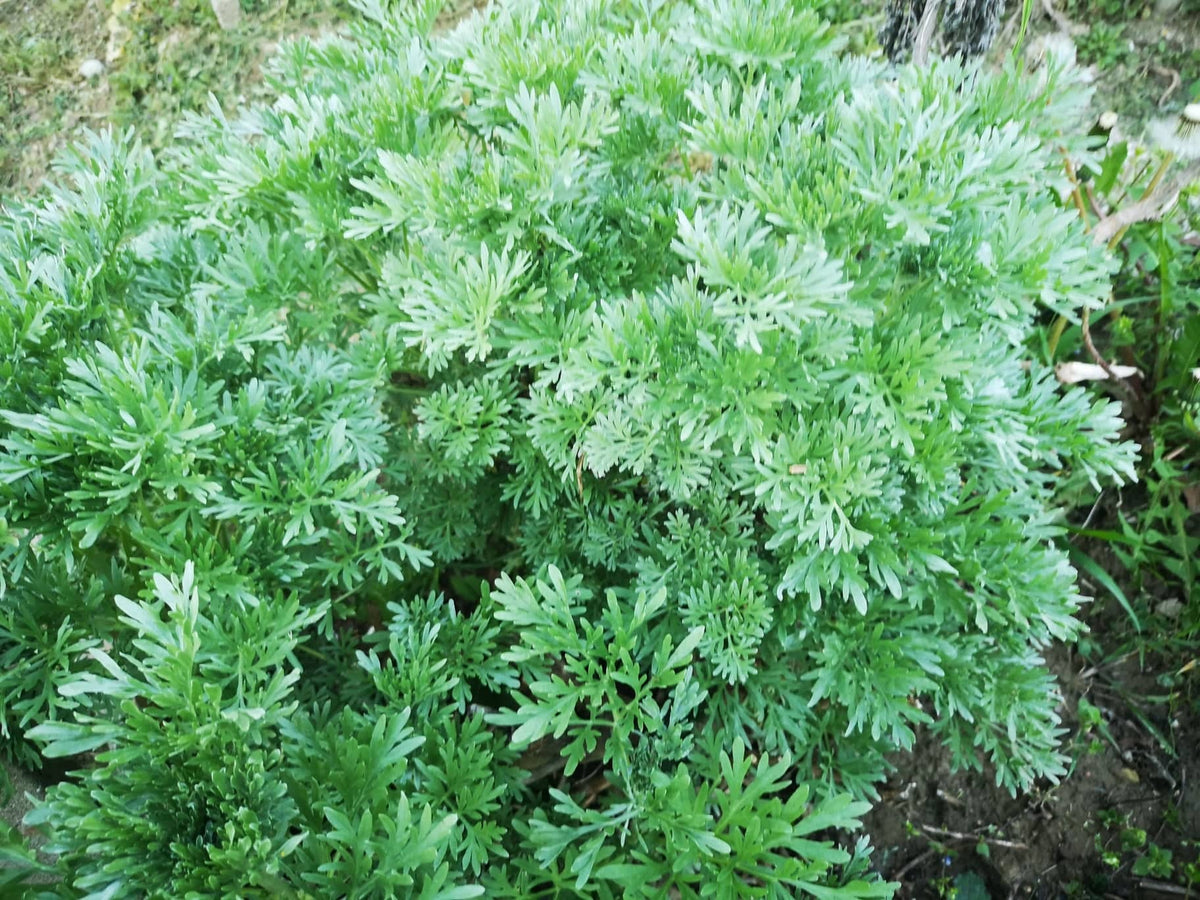 Pelin (Artemisia vulgaris) Herbessa