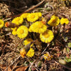 LAPUH (TUSSILAGO FARFARA)