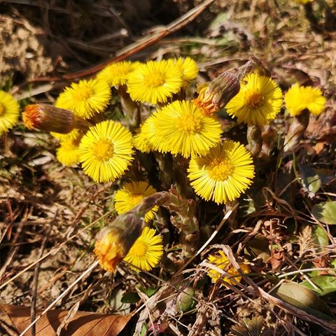 LAPUH (TUSSILAGO FARFARA)