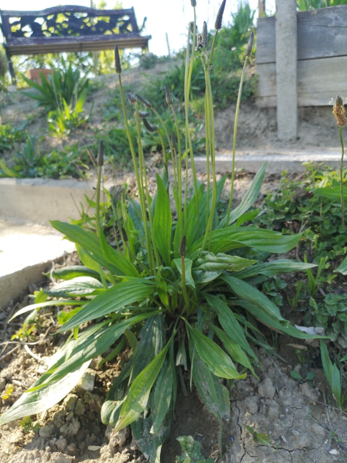OZKOLISTNI TRPOTEC (Plantago lanceolata)