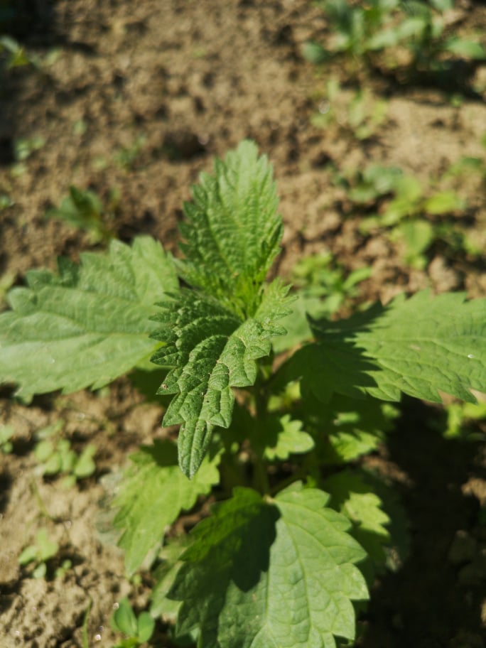 KOPRIVA (Urtica dioica)