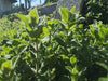 JABOLČNA META (Mentha suaveolens)