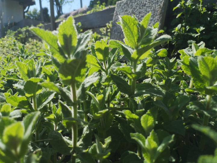 Jabolčna meta (Mentha suaveolens) - oddaja prijetno aromo, ki spominja na vonj in okus jabolk