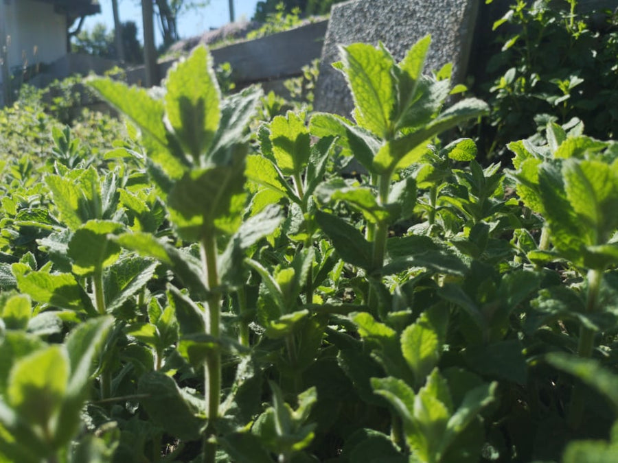 JABOLČNA META (Mentha suaveolens)