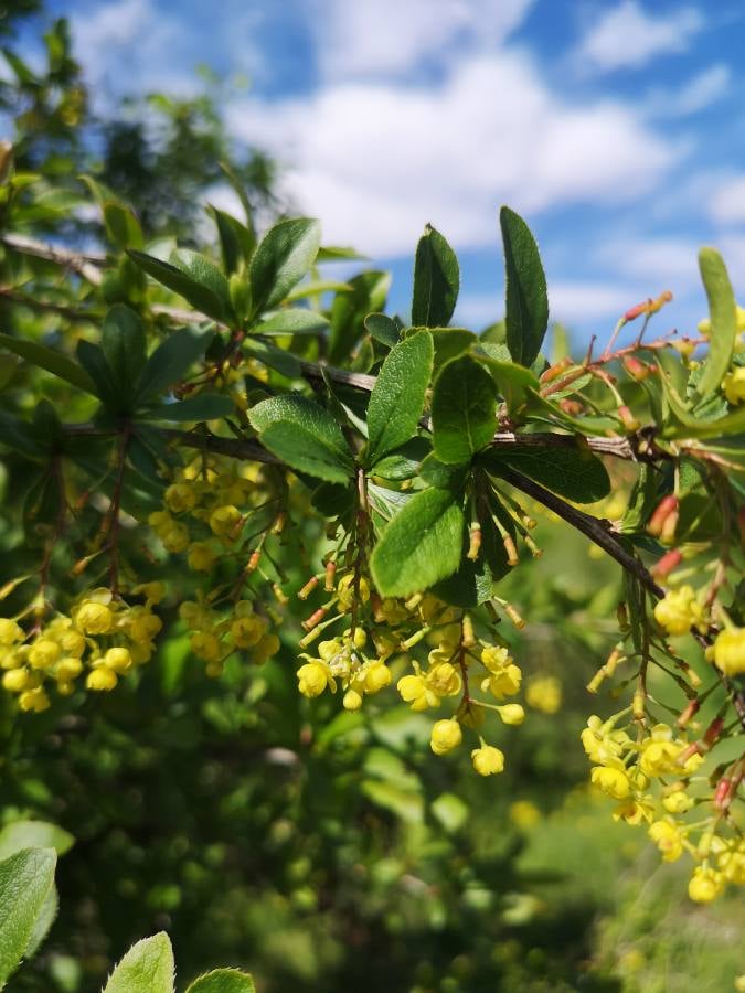 Navadni Česmin (Berberis vulgaris)