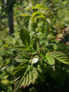 MALINJAK (Rubus idaeus)