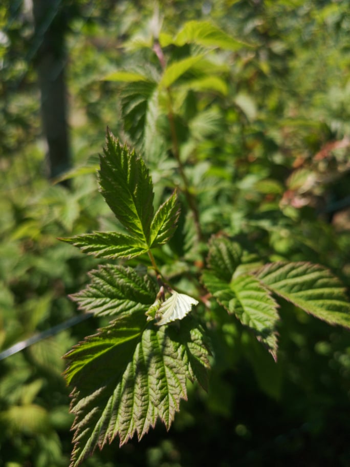 MALINJAK (Rubus idaeus)