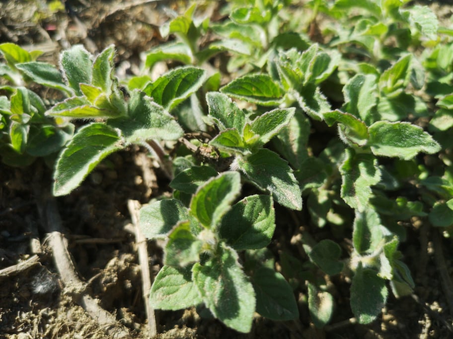 LIMONA META (Mentha species)