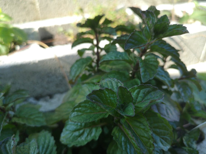 Grenivka meta (Mentha species) - oddaja prijetno aromo, ki spominja na vonj in okus grenivke.