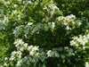 NAVADNI GLOG (Crataegus laevigata) - za krepko srce!