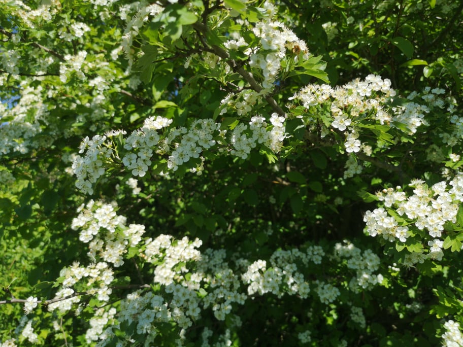 NAVADNI GLOG (Crataegus laevigata) - za krepko srce!