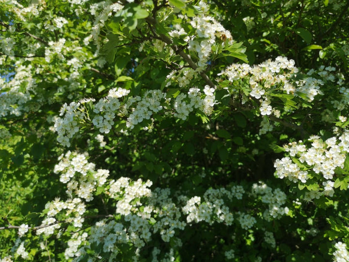 Navadni glog (Crataegus laevigata) - za krepko srce!