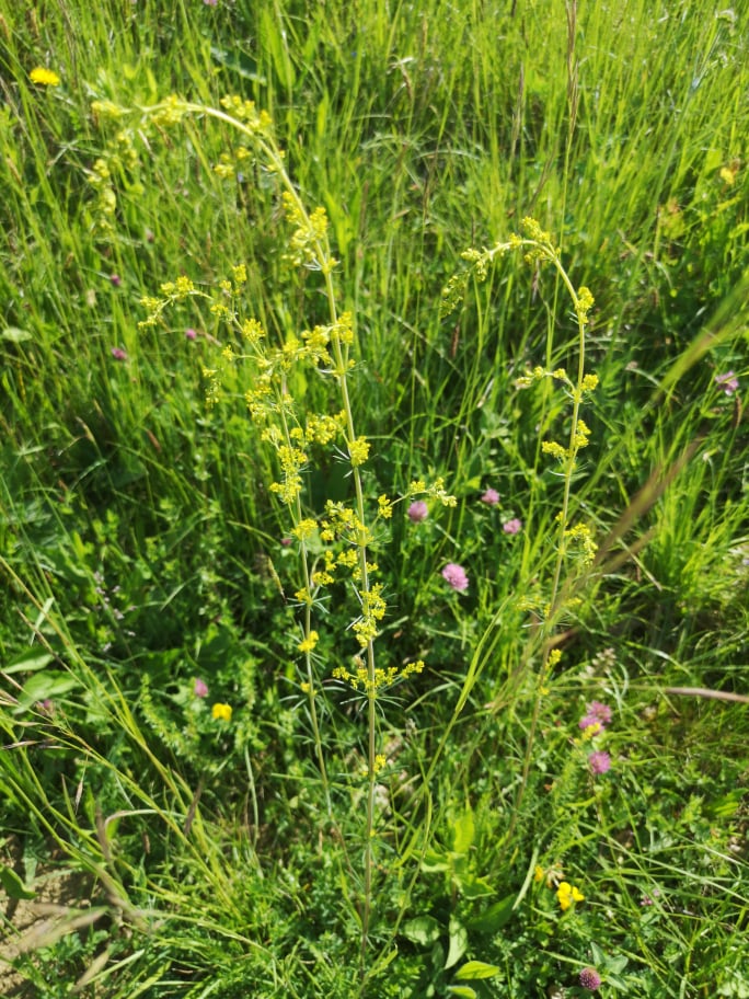 Prava lakota (Galium verum) - pozabljena in kulinarična rastlina!