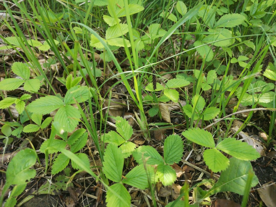 Jagodnjak (znanstveno ime Fragaria)