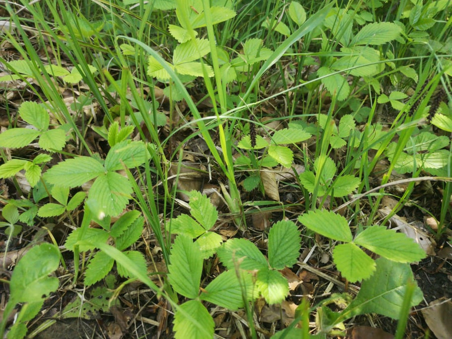 Jagodnjak (znanstveno ime Fragaria)