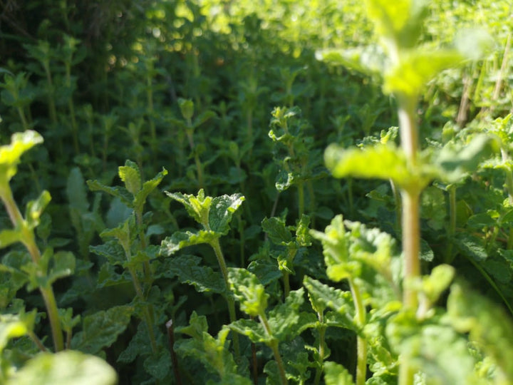 Jagodna meta (Mentha crispa) - uporabna dekorativno ali kot dodatek jedem in pijačam