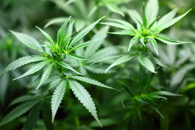 NAVADNA KONOPLJA (Cannabis sativa) - čudežna rastlina