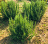 ROŽMARIN (Rosmarinus officinalis) Herbessa