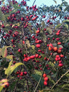 ŠIPEK  (Rosa canina) Herbessa