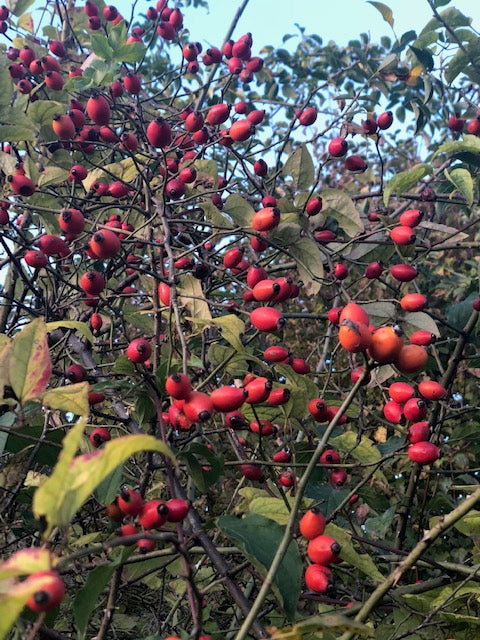 Šipek  (Rosa canina) - obilje vitamina C za krepitev odpornosti