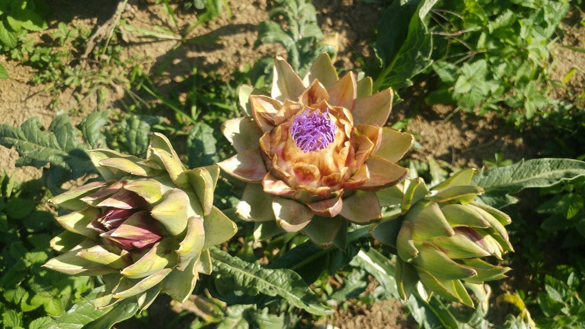 ARTIČOKA (Cynara scolymus) Herbessa