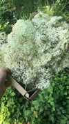 BEZEG (Sambucus nigra) Herbessa