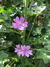 Gozdni slezenovec (Malva sylvestris) - polna mera zdravilnih rastlinskih sluzi