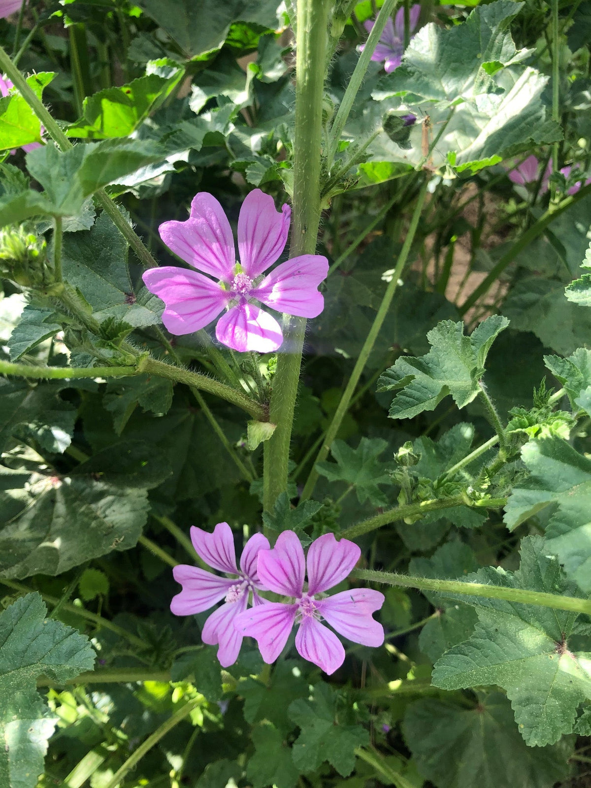 Gozdni slezenovec (Malva sylvestris) - polna mera zdravilnih rastlinskih sluzi