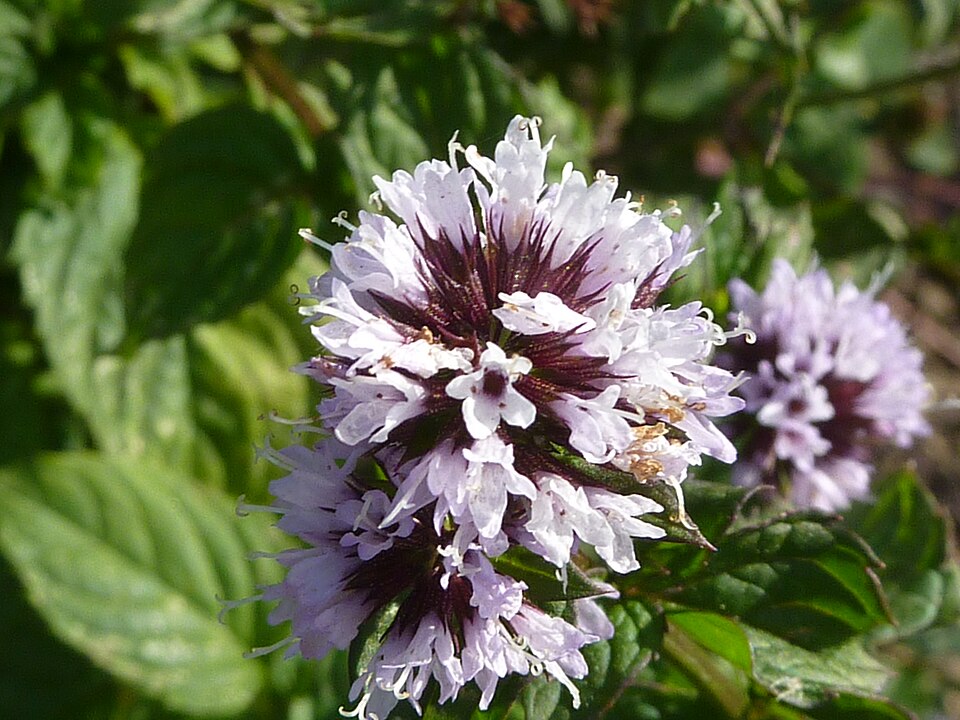 ORANŽA META (Mentha species)