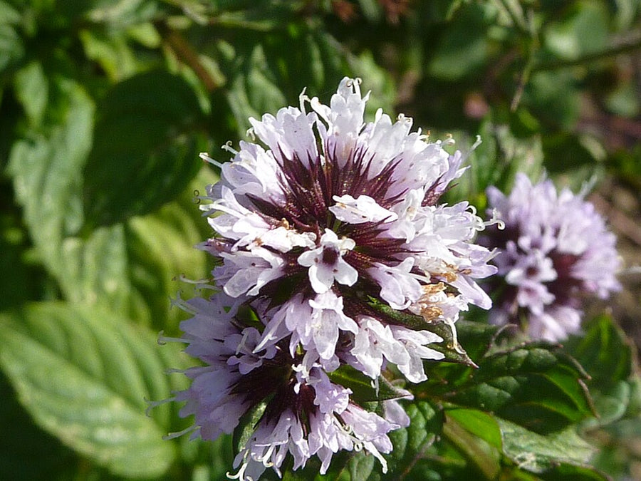 ORANŽA META (Mentha species)
