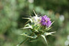 Pegasti badelj (Silybum marianum) - Herbessa
