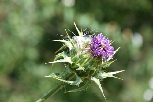 Pegasti badelj (Silybum marianum) - Herbessa