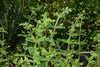 ANANAS META (Mentha suaveolens Variegata) Herbessa