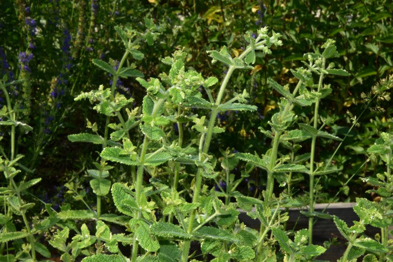 ANANAS META (Mentha suaveolens Variegata) Herbessa