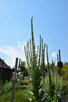 LUČNIK (Verbascum thapsiforme) Herbessa