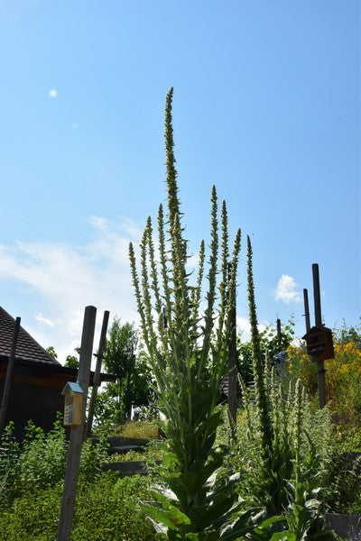 LUČNIK (Verbascum thapsiforme) Herbessa