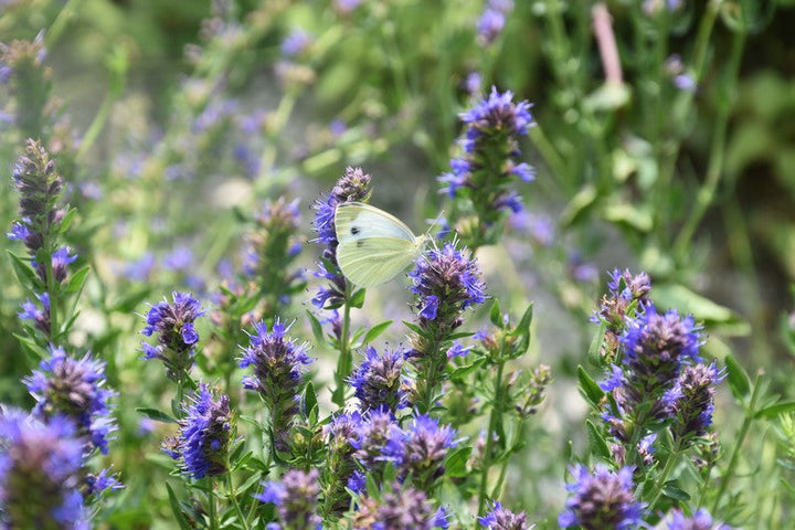 OŽEPEK (Hyssopus officinalis)