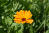 OGNJIČ (Calendula officinalis) Herbessa